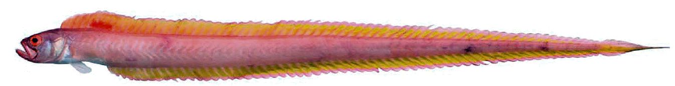 Cepola macrophthalma_08